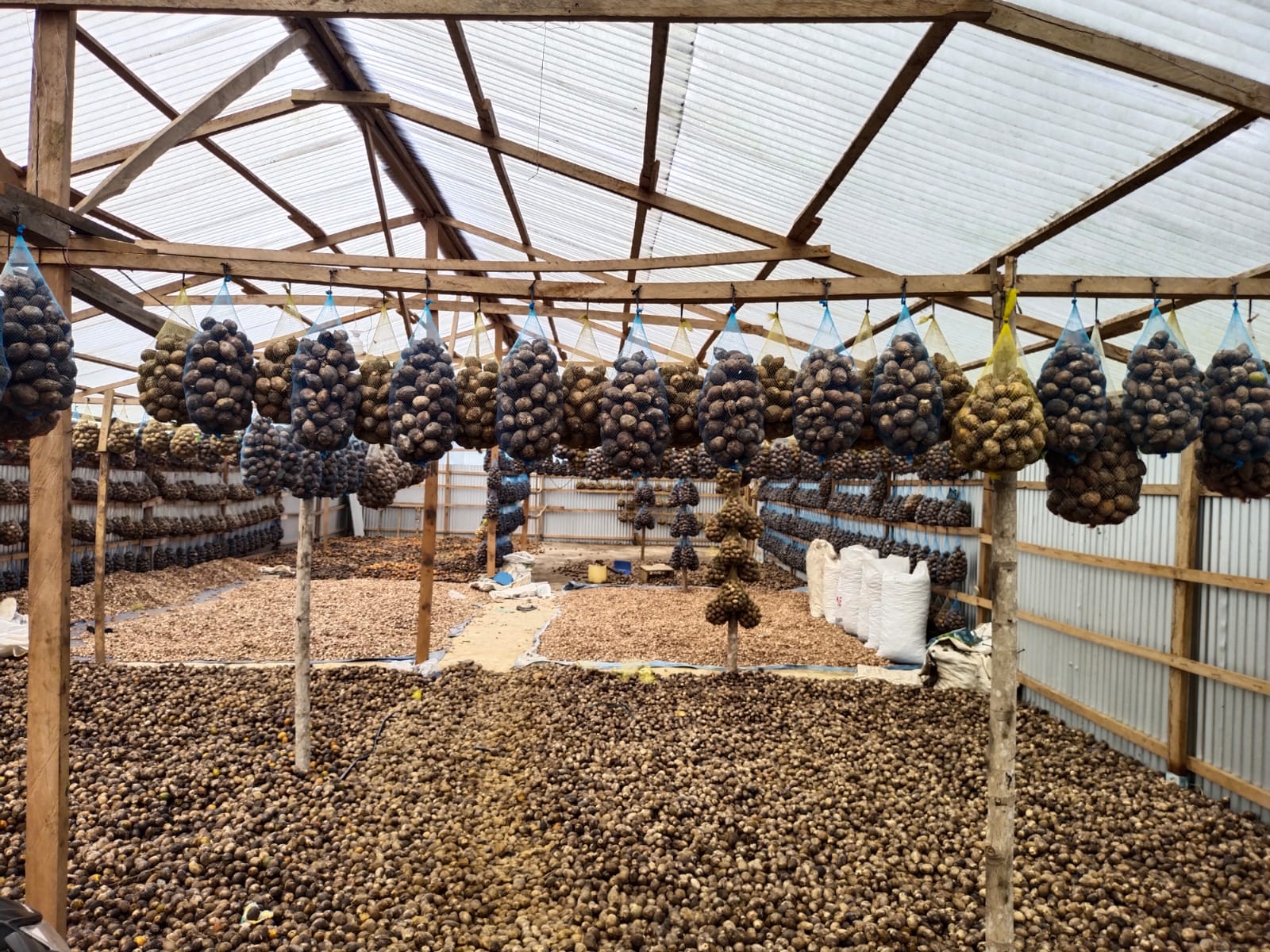 Buah Pinang Butuh Dukungan Akses Pemasaran Dan Pemerintah